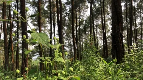 Grass In The Tropical Pine Forest Video Background Stock Footage 244336249