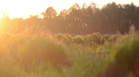 Grass tuft in a field Stock Footage 49687363