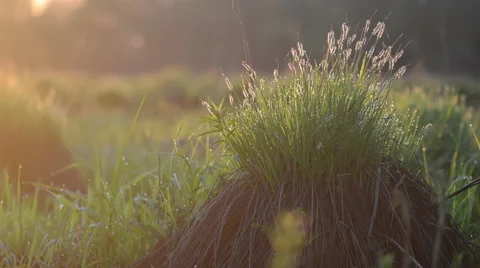Grass tuft Stock Footage 49687351