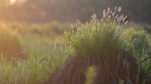 Grass tuft Stock Footage 49687358