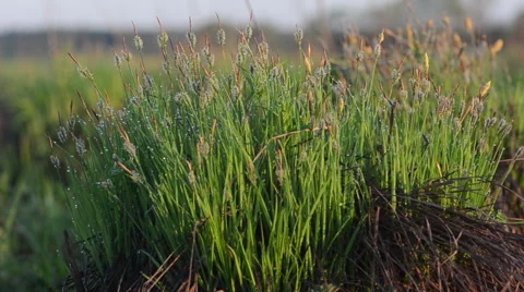 Grass tuft in a morning on a field Stock Footage 49687388