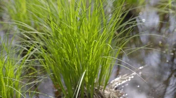 Grass tuft on the swamp Stock Footage 86061559