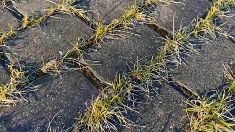 Grass tufts growing between square pavement blocks in warm sunlight, showing Stock Footage 336089051
