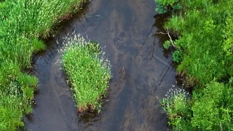 Grass Tufts in a Shallow Marsh Channel Stock Footage 346743203