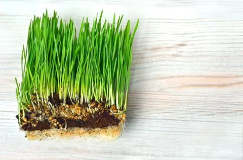 Grass with turf isolated on white Stock Photos