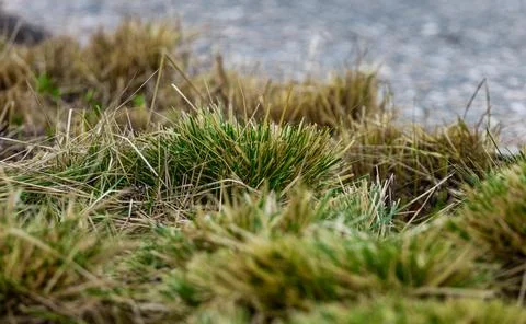 Grass tussocks close up view Stock Photos