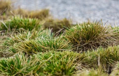 Grass tussocks close up view Stock Photos