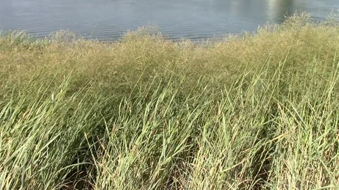 Grass twists in the wind Stock Footage 116321681