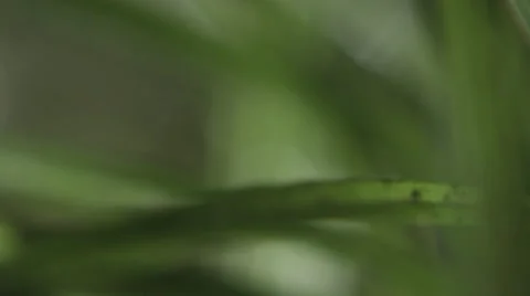 Grass ultra close up in slowmotion Stock Footage 68145586