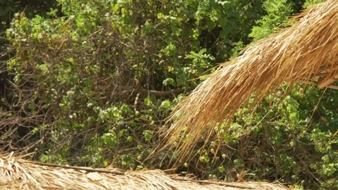 Grass umbrella blowing in the wind Stock Footage 78231401