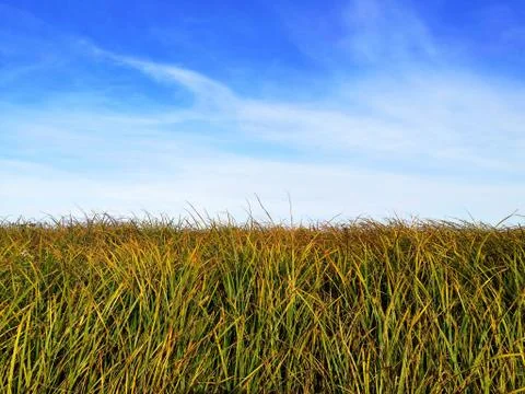 The grass under the blue clouds Stock Photos