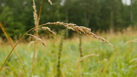 Grass Under Rain Stock Footage 90023474