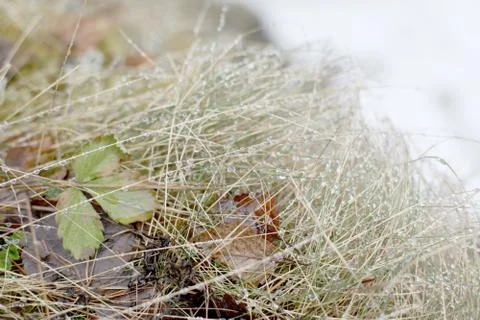 The grass under the snow Stock Photos