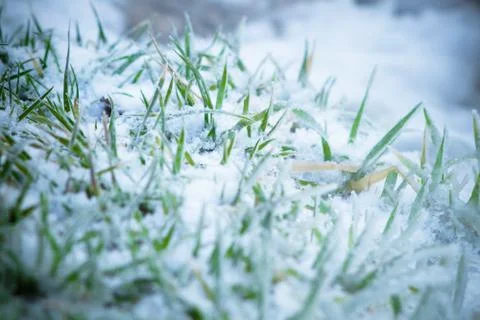 Grass under the snow Stock Photos