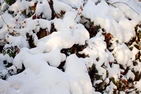  Grass under the snow. Stock Photos