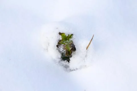  Grass under the snow. Stock Photos