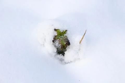  Grass under the snow. Stock Photos