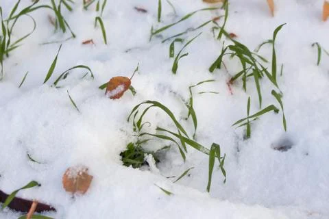  Grass under the snow. Stock Photos
