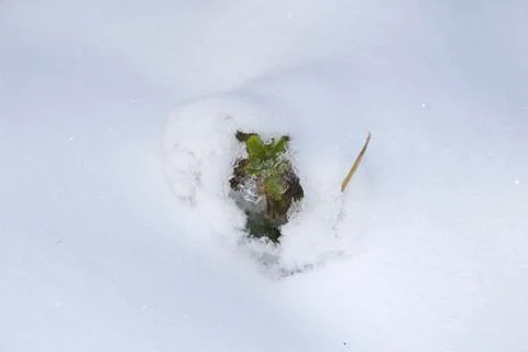  Grass under the snow. Stock Photos