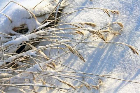 Grass under the snow Stock Photos