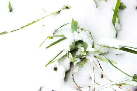 Grass under the snow Stock Photos
