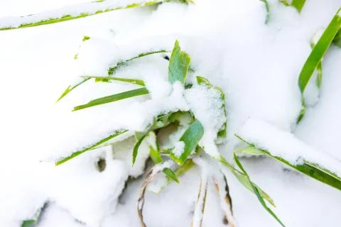 Grass under the snow Foto stock