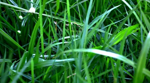 Grass under sunshine. Shift macro video Stock Footage 39716697