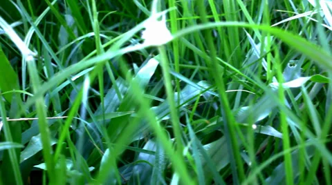 Grass under sunshine. Shift macro video Stock Footage 39716735