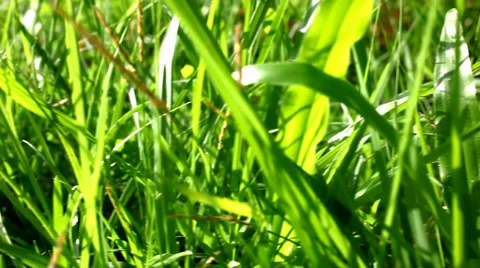 Grass under sunshine. Shift macro video Stock Footage 39716810