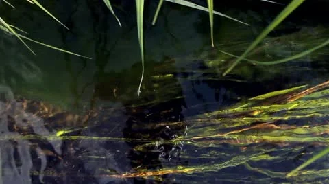 Grass under the water Video stock 21845073