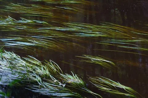 The grass under the water the strong current Stock Photos