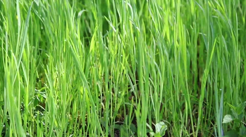 Grass under wind Stock Footage 38139211