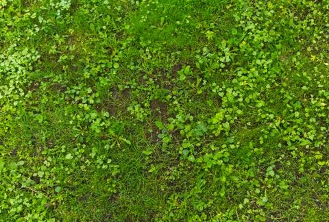 Grass underfoot Stock Photos
