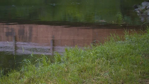 Grass Underneath a Footbridge Stock Footage 91592330