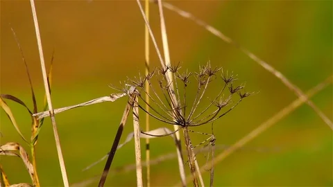 Grass v1 Video stock 90626968