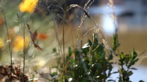 Grass v2 Video stock 90627010