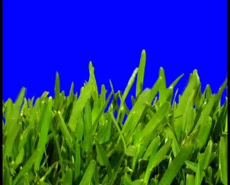 Grass V4 - PAL Video stock 10761150