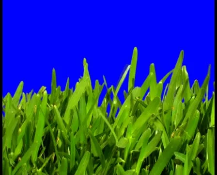 Grass V6 - PAL Video stock 10761117