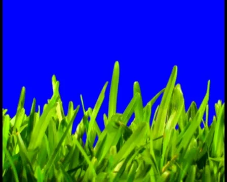 Grass V7 - PAL Stock Footage 10761096