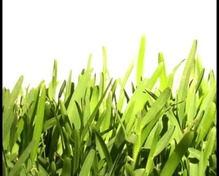 Grass V9 - PAL Stock Footage 10761072
