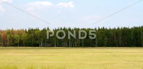Grass valley in forest during summer Stock Photos