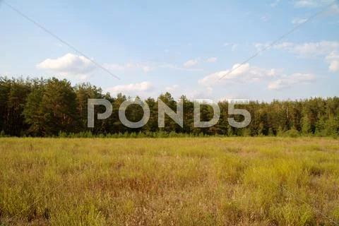 Grass valley in forest during summer Stock Photos