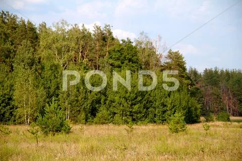 Grass valley in forest during summer Stock Photos