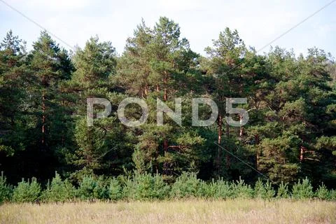 Grass valley in forest during summer Stock Photos