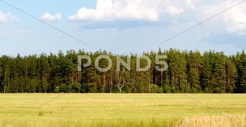 Grass valley in forest during summer Stock Photos