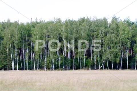 Grass valley in forest during summer Stock Photos