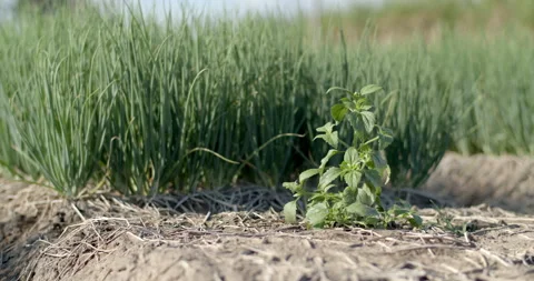 Grass in the vegetable plot.Grass is a problem for plants that do not grow well. Vídeos de archivo 298185117