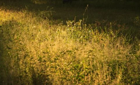 Grass, vegetation and sun rays in tropical field Stock Photos