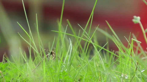 Grass Verge Stock Footage 864056