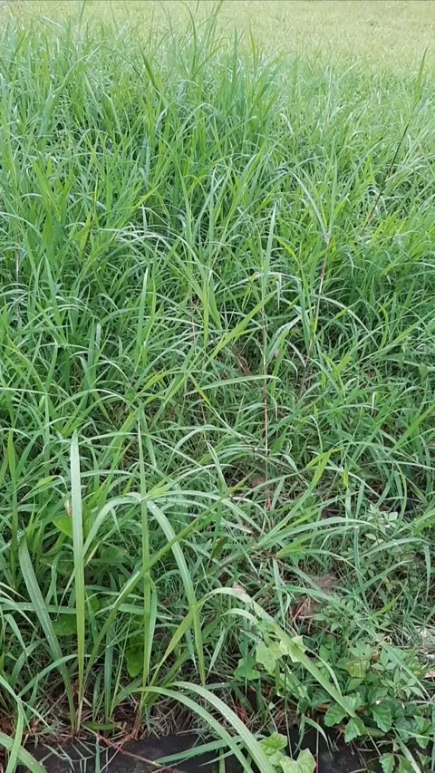 Grass, Vertical Stock-Footage 302702482